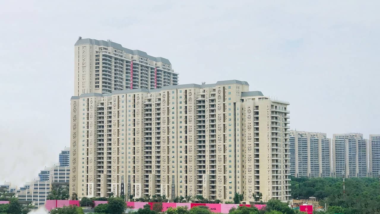 DLF Camellias 2